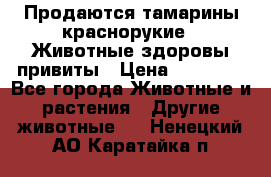 Продаются тамарины краснорукие . Животные здоровы привиты › Цена ­ 85 000 - Все города Животные и растения » Другие животные   . Ненецкий АО,Каратайка п.